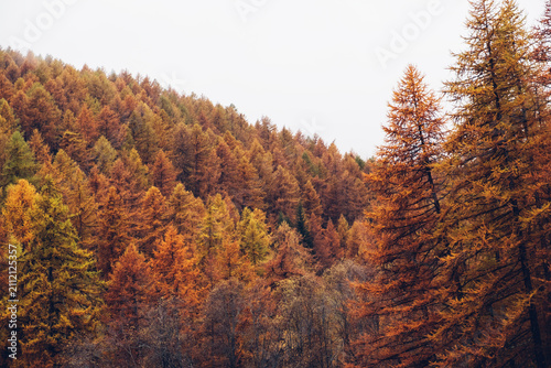 Autumn mountain forest with colorful coniferous treetops.