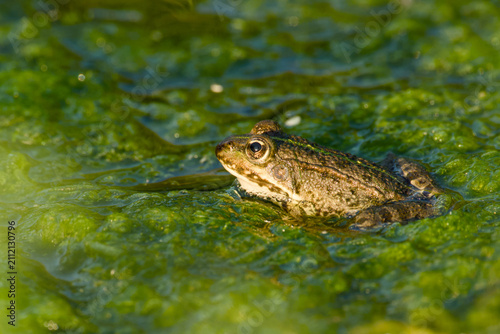 Close-up of a marsh frog resting among green algae on the surface of a pond