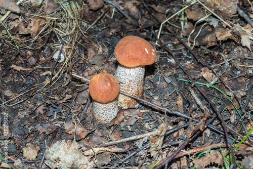 Fotografie Two small mushrooms, red-capped scaber stalk (Leccinum aurantiacum) among grass