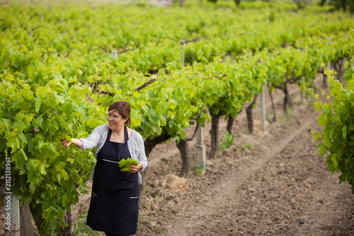 Canvastavla Full length portrait of a smiling female winemaker holding fresh green grape leaves standing in a vineyard with mountain background