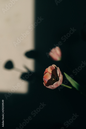 Pink tulip in window light and shadow