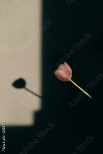 Pink tulip in window light and shadow