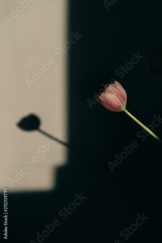 Pink tulip in window light and shadow