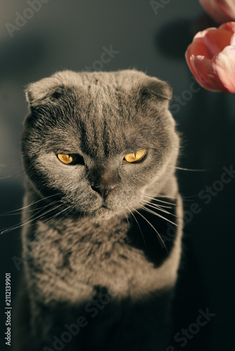 Scottish Fold cat and tulip