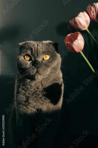 Scottish Fold cat and tulip