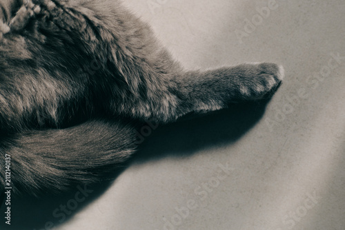 The shaggy paws of a gray cat