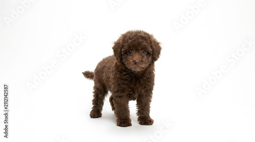 Adorable curly brown poodle puppy standing on a white background.