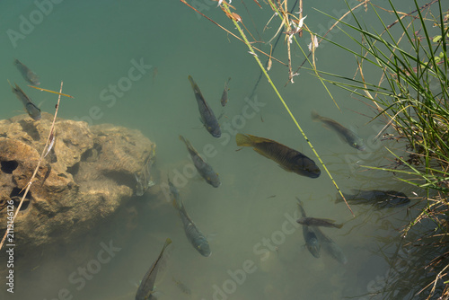 A school of fish swims in search of food