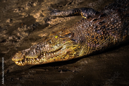 Photos The saltwater crocodile is a crocodilian native to saltwater habitats, brackish wetlands and freshwater rivers from India's east coast across Southeast Asia and the Sundaland to northern Australia
