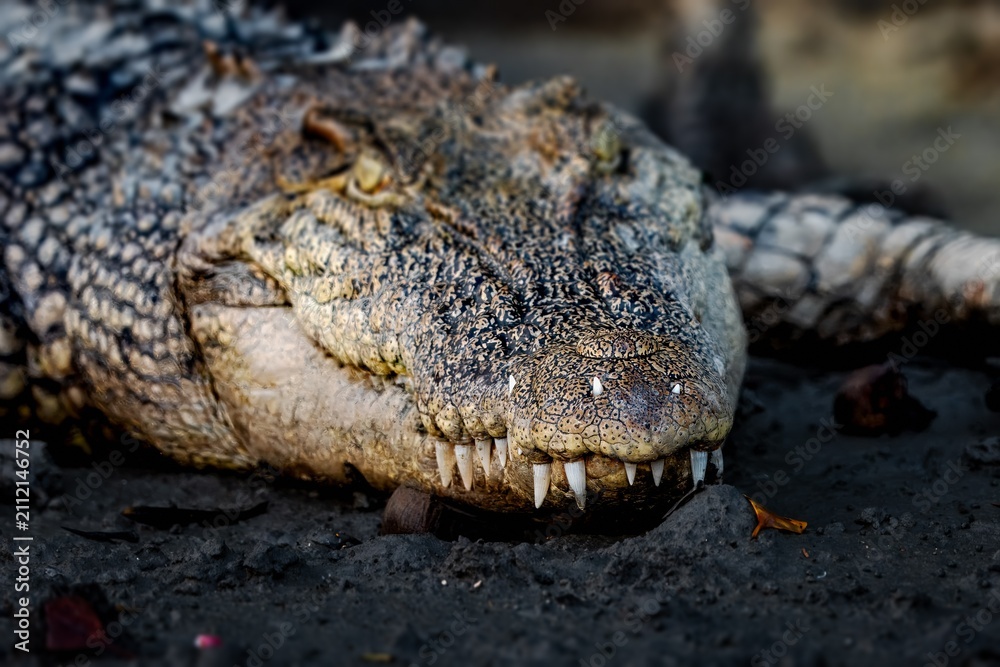 Fototapeta premium The saltwater crocodile is a crocodilian native to saltwater habitats, brackish wetlands and freshwater rivers from India's east coast across Southeast Asia and the Sundaland to northern Australia.