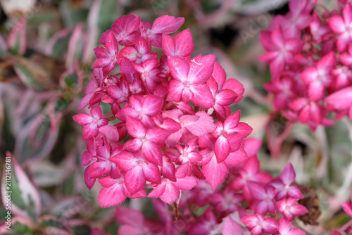 Compact mountain Hydrangea serrata ‘Euphoria Pink’ in flower.