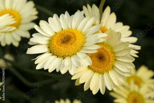 Yellow Anthemis tinctoria, also known as dyer's chamomile or oxeye chamomile ‘Sauce Hollandaise’ in flower.
