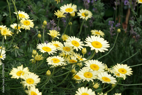 Yellow Anthemis tinctoria, also known as dyer's chamomile or oxeye chamomile ‘Sauce Hollandaise’ in flower.