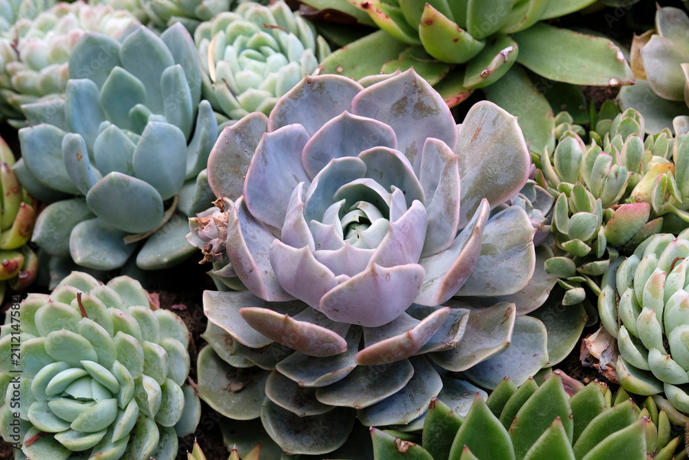 Fototapeta premium Echeveria succulents also known as houseleeks.