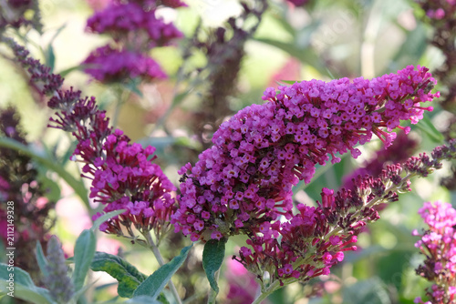 Bild auf Leinwand Purple Buddleja davidii ‘Royal Red’, butterfly bush buddleia, in flower
