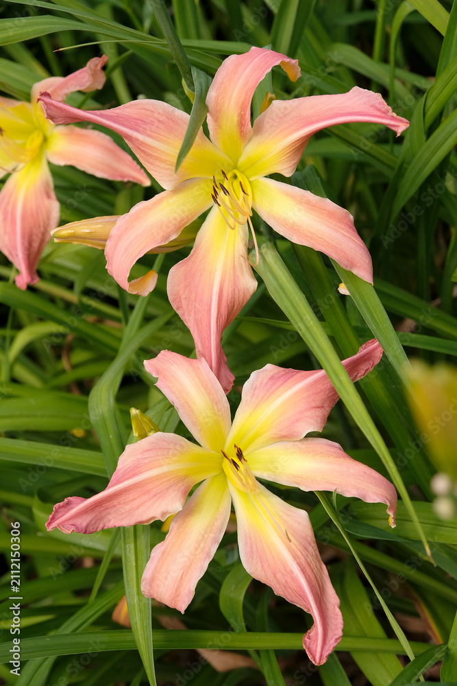 Fototapeta premium Pink and yellow Hemerocallis ‘Webster’s Pink Wonder’ daylily, in flower.