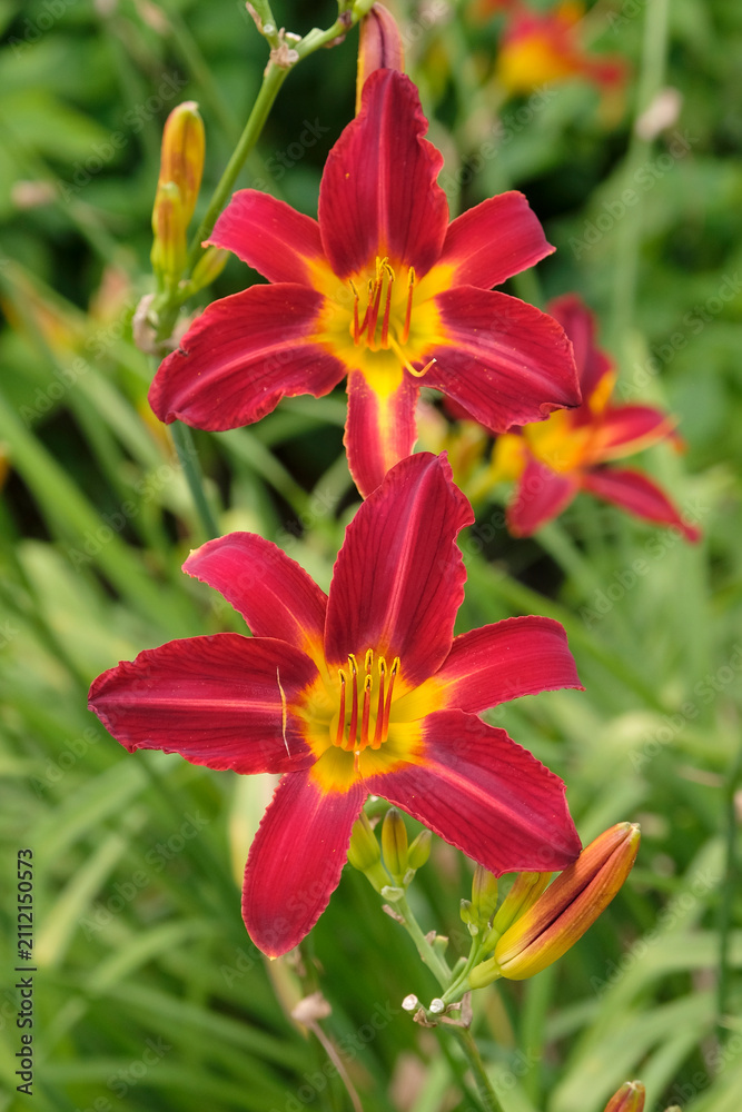Fototapeta premium Bright red Hemerocallis ‘Stafford’ daylily, in flower.