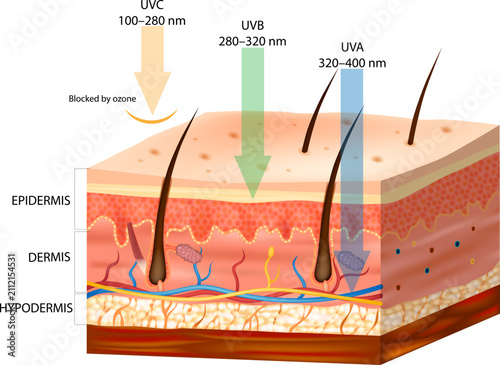 Ultraviolet Radiation Penetration into Human Skin Showing UVC, UVB, and UVA Depth Medical Illustration. UV Radiation Effects on Skin with Epidermis, Dermis, and Hypodermis Anatomy