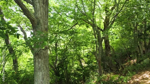 新緑に覆われた夏の森林