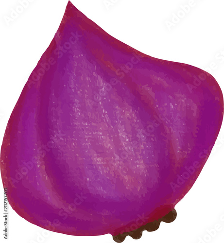 Watercolor red onion slice isolated illustration