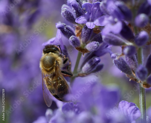 Foto Honey Bee Collecting Nectar on Lavender Blossoms