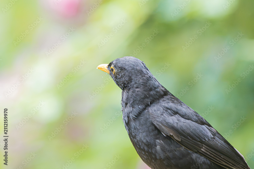 Fototapeta premium Close-up profile of a blackbird with a bright yellow beak and eye