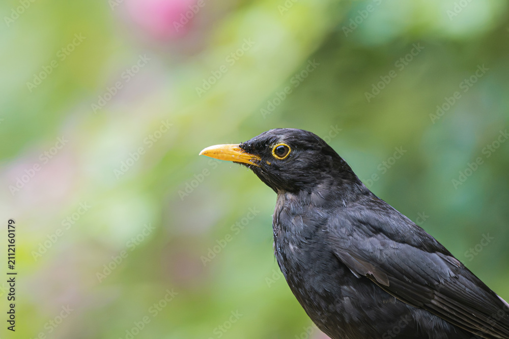 Fototapeta premium Close-up portrait of a blackbird with a bright yellow beak and eye ring