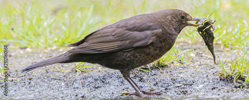 Fotografie Female blackbird carrying nesting material in its beak on a wet ground