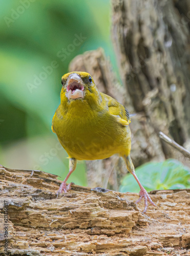 Foto Greenfinch bird with open beak perched on a weathered wooden log