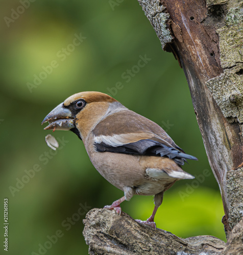 Foto A hawfinch bird with a seed in its beak perched on a branch