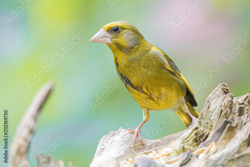 Bild auf Leinwand Green finch perched on weathered wood with soft green background