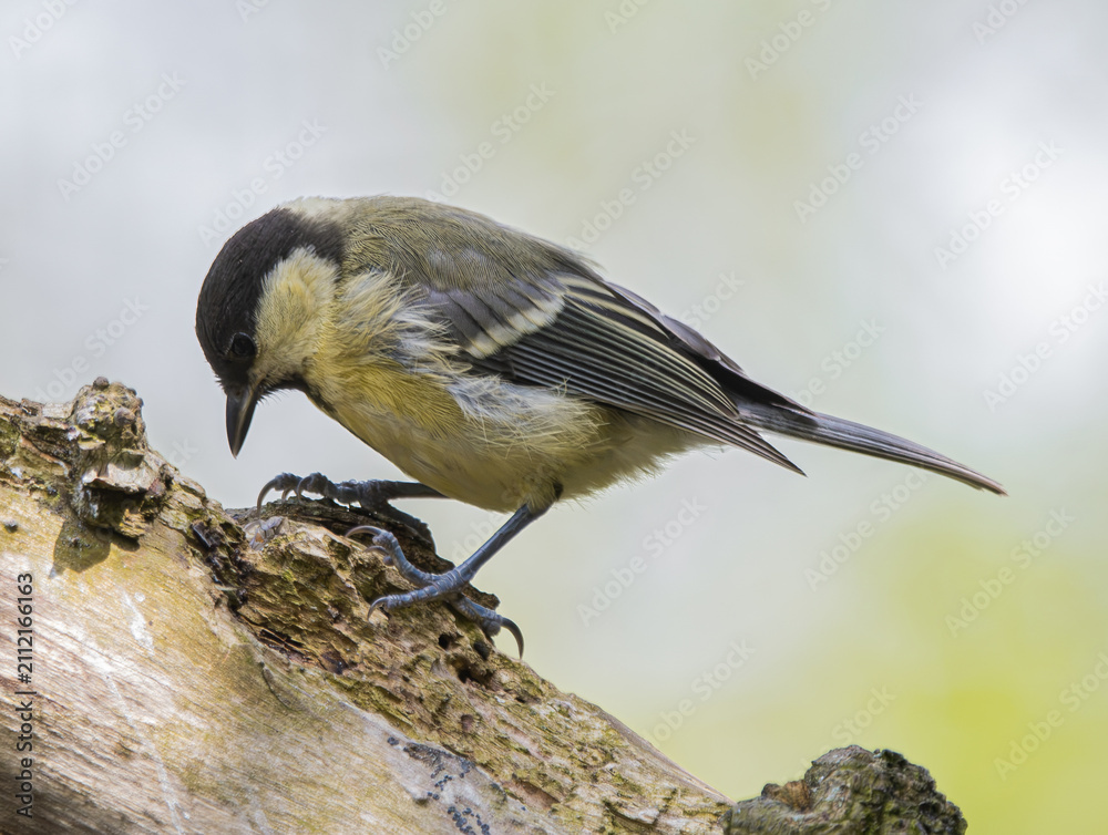Obraz premium Great tit perched on a weathered tree branch looking down intently