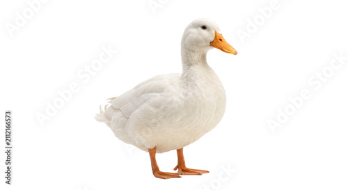 Quadro su tela A clean white duck stands proudly on its orange feet against a white background