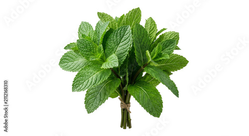 Cuadro en lienzo Fresh bunch of vibrant green mint leaves tied with natural twine