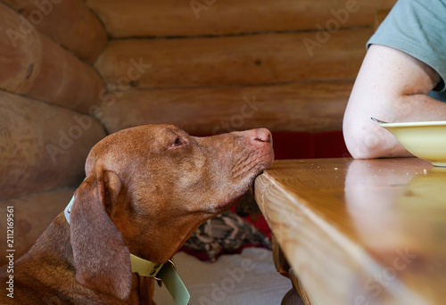 Cute Vizsla dog begging for food at the wooden table
