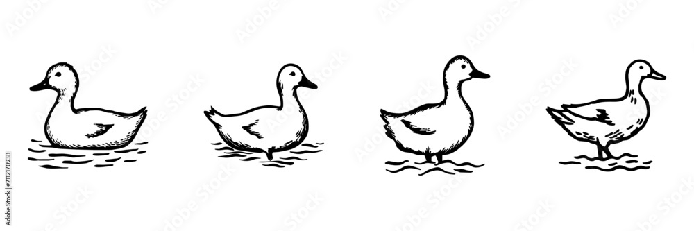 Fototapeta premium Duck Hand Drawn Doodle Icon Set. Waterfowl, Standing, Swimming And Farm Bird Sketch Symbol Collection. Wildlife And Poultry. Isolated Vector Illustration