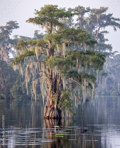 Fotografie Single cypress tree in the morning light