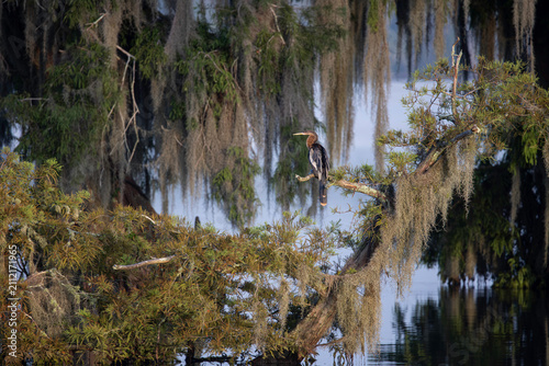 фотографія Swamp scene with an anhinga