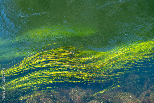 Fotografie Vibrant green underwater river weeds flowing smoothly in the current of the clear Brda River in Bydgoszcz Poland