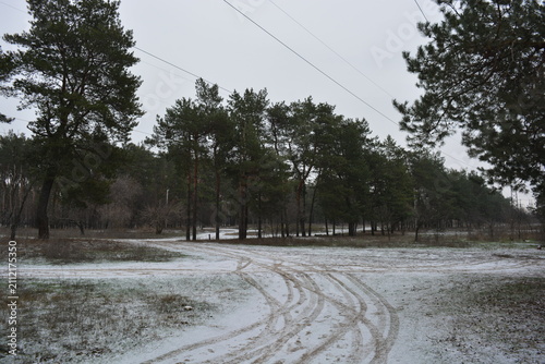 Small winter forest covered in a thin layer of snow, old green pines and dark brown, leafless trees in mid-December. Thin, wide sandy paths with frozen green grass, pine cones lying on the white snow.