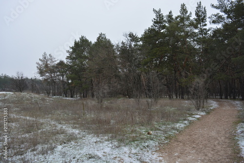 Small winter forest covered in a thin layer of snow, old green pines and dark brown, leafless trees in mid-December. Thin, wide sandy paths with frozen green grass, pine cones lying on the white snow.