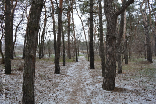 Small winter forest covered in a thin layer of snow, old green pines and dark brown, leafless trees in mid-December. Thin, wide sandy paths with frozen green grass, pine cones lying on the white snow.