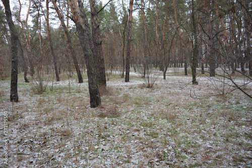 Small winter forest covered in a thin layer of snow, old green pines and dark brown, leafless trees in mid-December. Thin, wide sandy paths with frozen green grass, pine cones lying on the white snow.