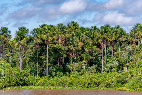 Foto Babassu Palm Trees along the Amazon Riverbank in Pará Brazil
