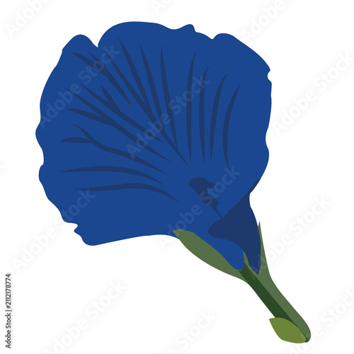 Cuadro en lienzo Fresh butterfly pea flower blue tea clitoria ternatea botanical vector illustrat