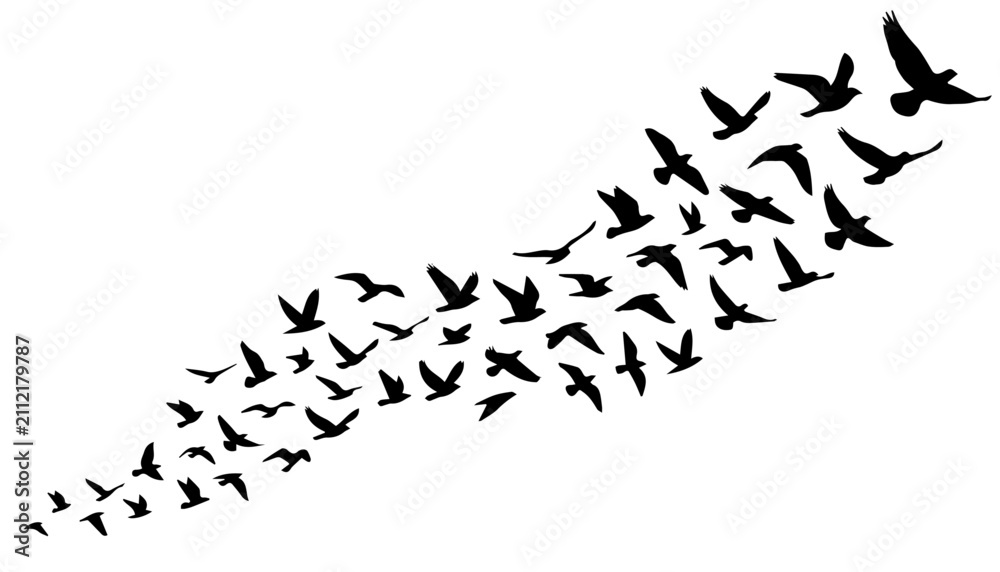 Obraz premium Flock of birds flying in formation. Silhouette of migrating birds isolated on white background.