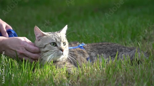 Owner hands gently petting and scratching a tabby cat on a blue harness outdoors.
