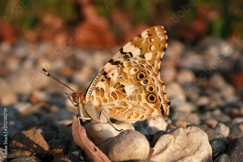 Painted Lady Vanessa cardui butterfly wings