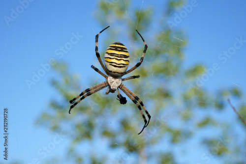 Wasp spider Argiope bruennichi, spider spiderweb
