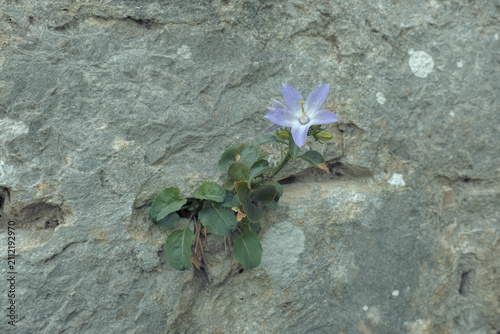 Campanula Versicolor flower and leaves in a rock crack, Montenegro